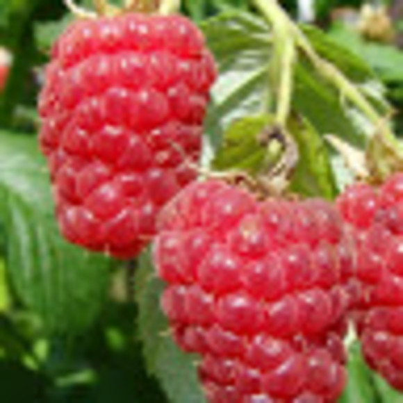 Meet your Posher, Sylvia - Picture 1 of 1